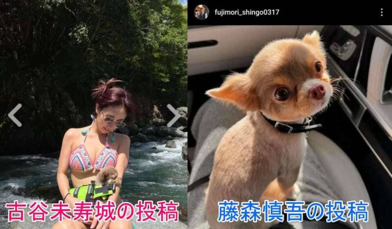 藤森慎吾の投稿した犬と、妻？の投稿した犬が一致？